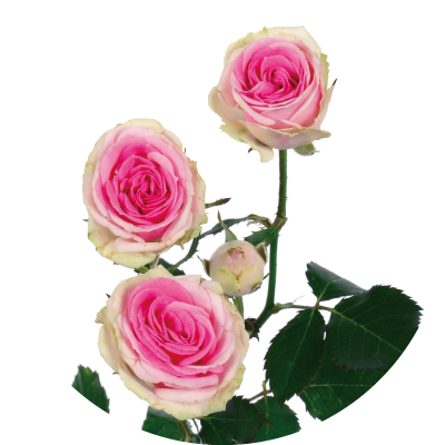 スプレー 品種タイプ 渥美バラ出荷連合クイーン 愛知県田原市 渥美半島